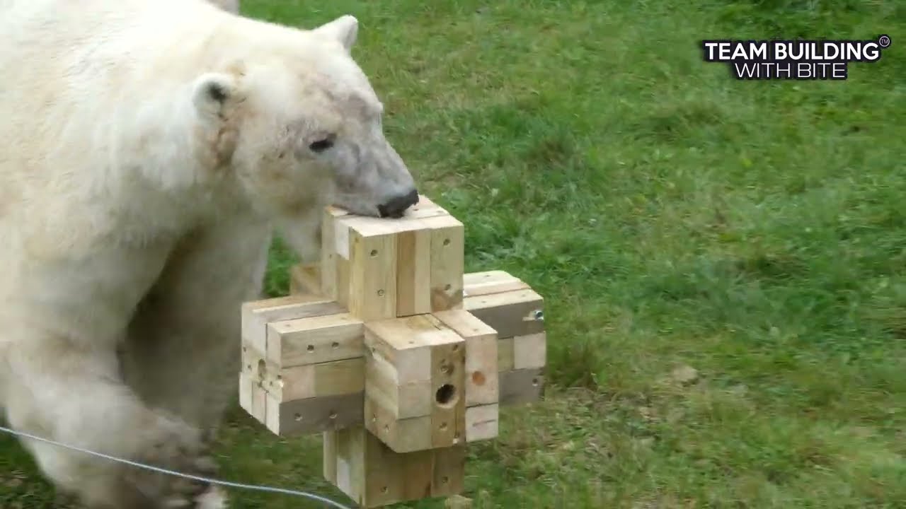 Polar Bear Jack - Lifting with ease!