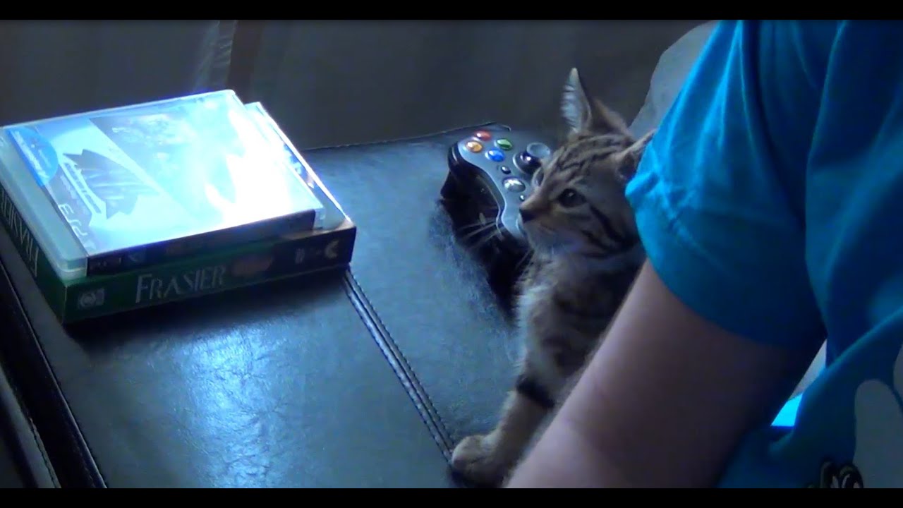 Meowgi the Gamer Kitty