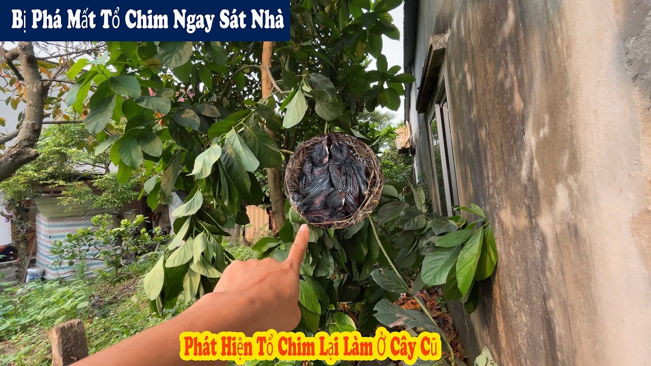 Chuyện Kh&ocirc;ng May Xảy Ra Với Tổ Chim Cạnh Nh&agrave; V&agrave; Ph&aacute;t Hiện Tổ Chim Mới / Chiến