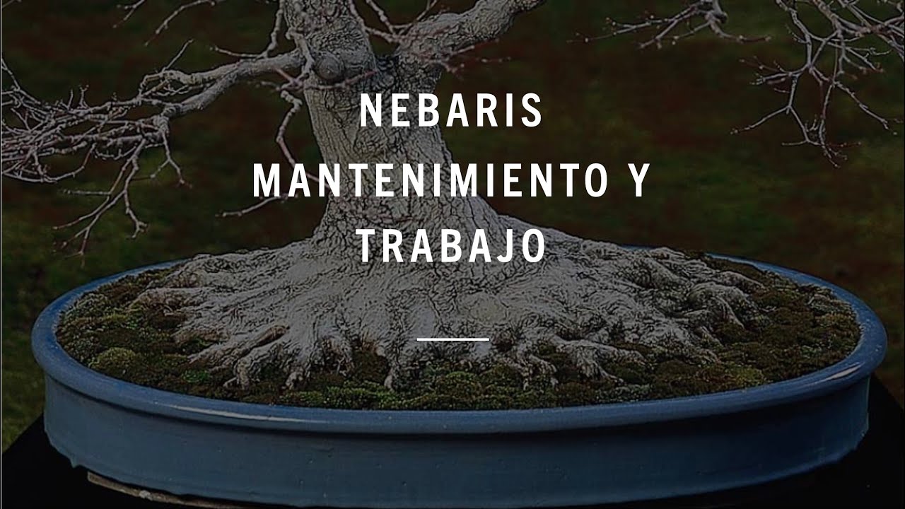 NEBARIS: MANTENIMIENTO Y TRABAJO
