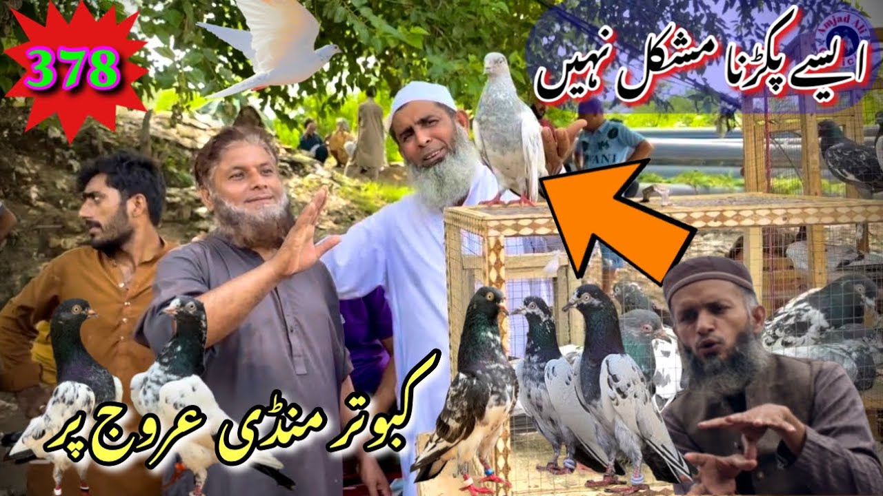 378) Lahore lari ada kabootar mandi || کبوتر منڈی || #amjadaliofficial #pigeon