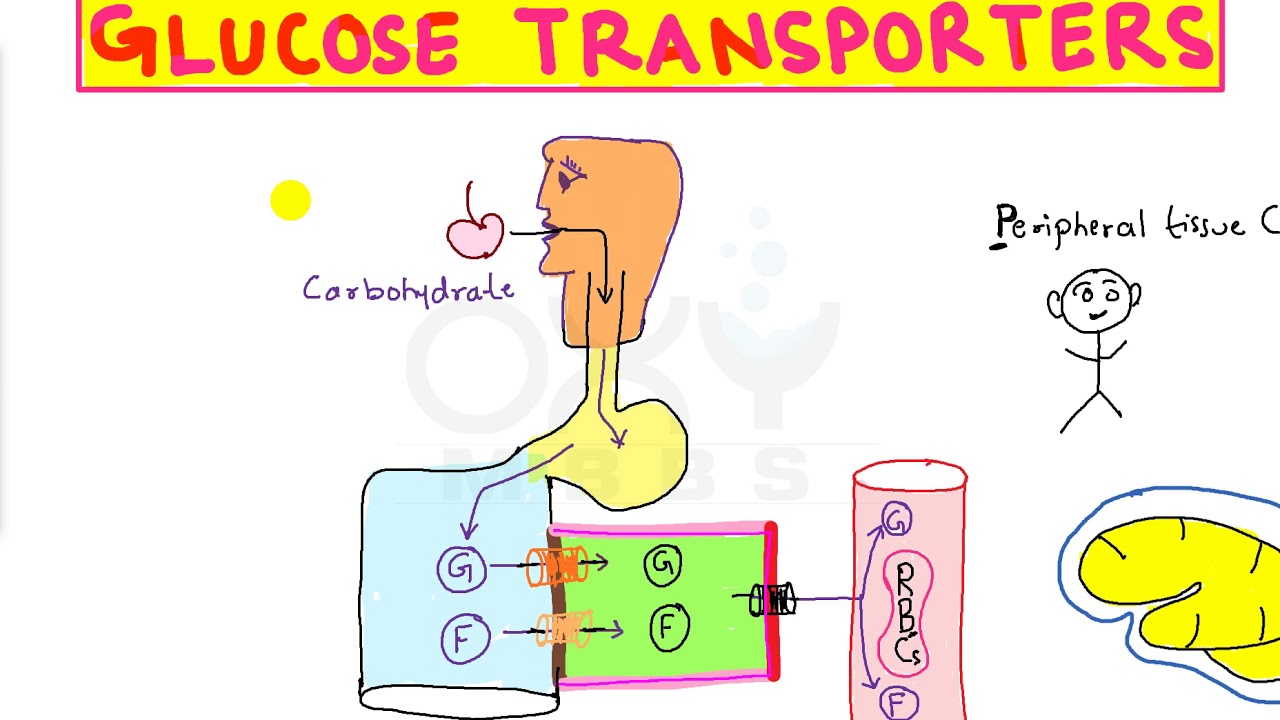 Easy Trick for Glucose Transporters for PG Aspirants