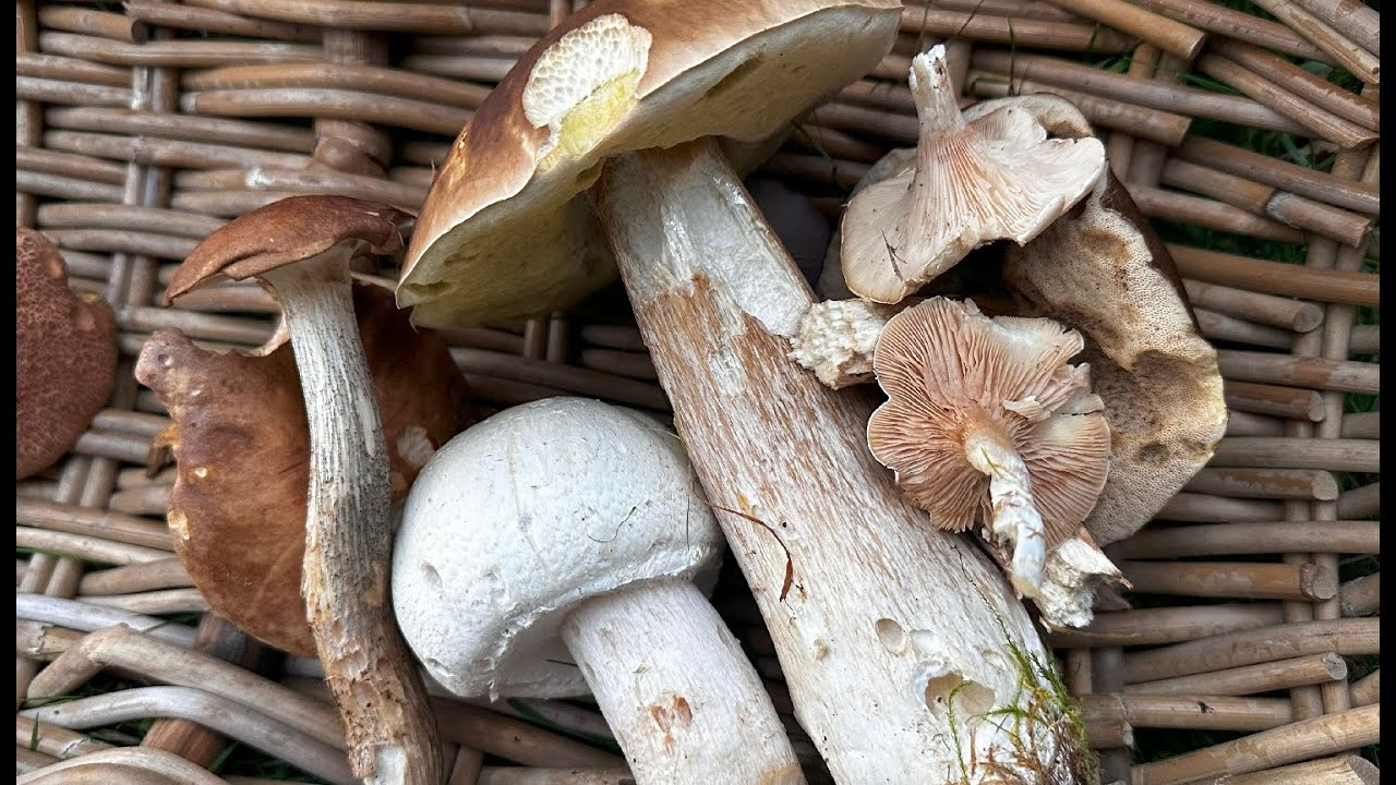 October Mushroom Survey 2023