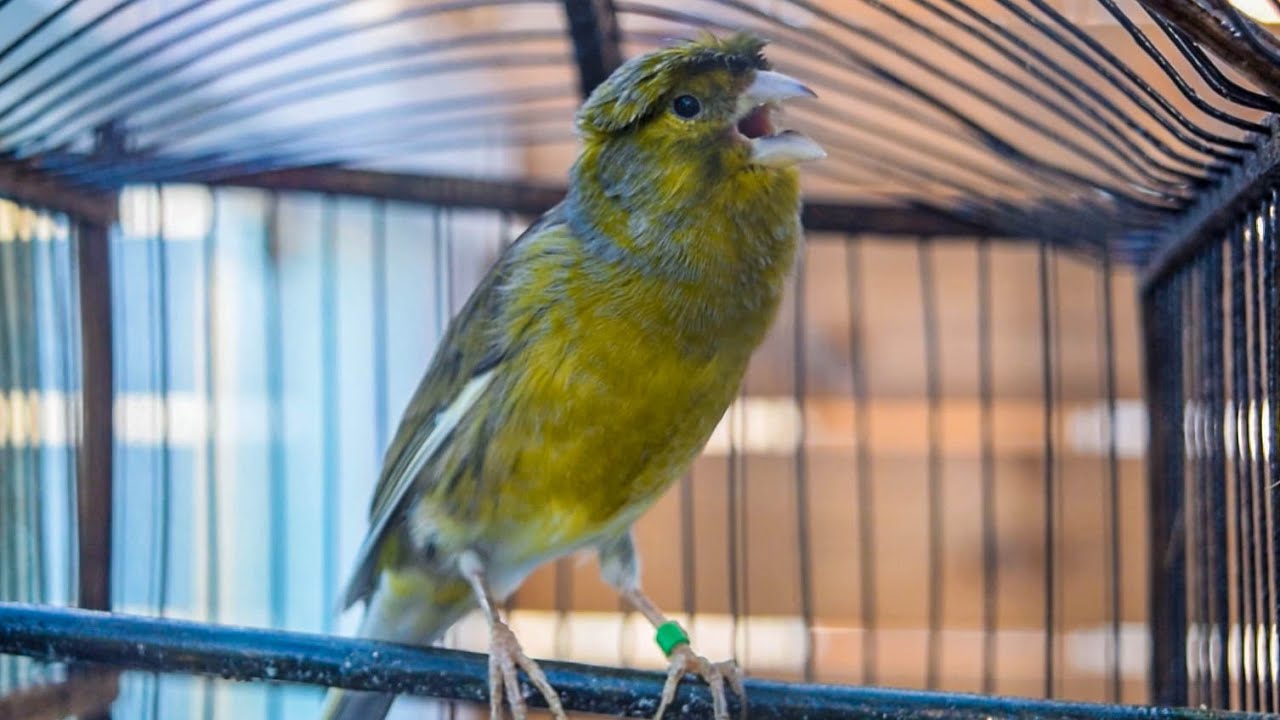 If you have a Canary with a weak singing voice, he will never stop singing after this Training Song