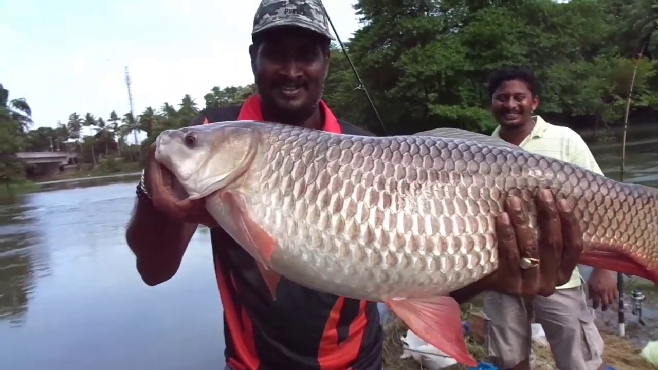 ഒരു അഡാർ  രോഹു പിടുത്തം (roghu fishing in manimala river)