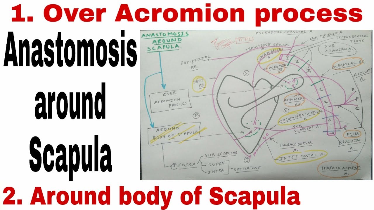 Anastomosis Around Scapula | Body of Scapula and Acromion Process