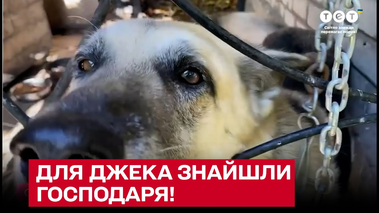 Сын итальянского тенора Бочелли показал собаку Джека, спасенного из Купянска!