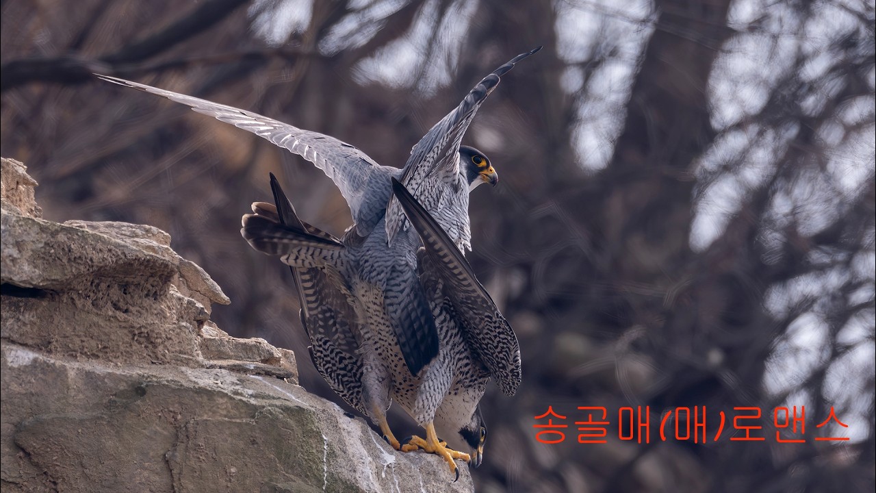 맹금류의 로맨스 3편 송골매(매)