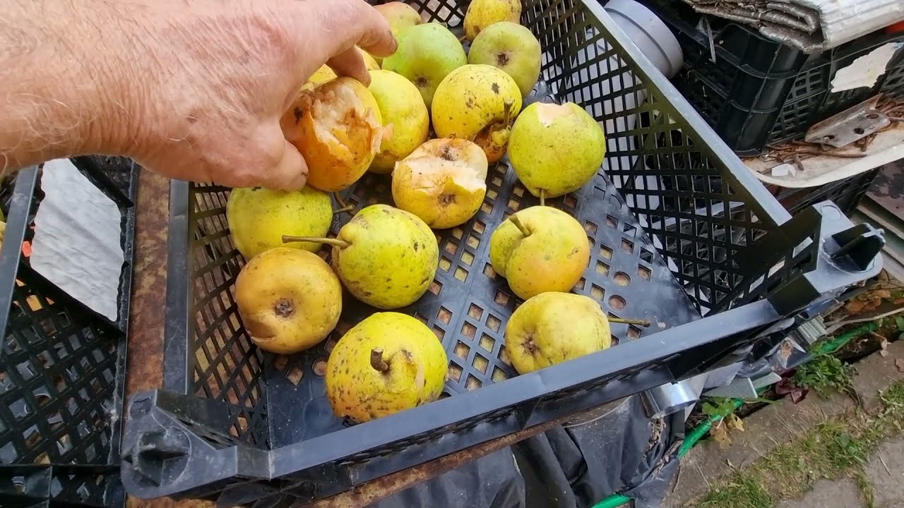 Как сушить груши дома 4315