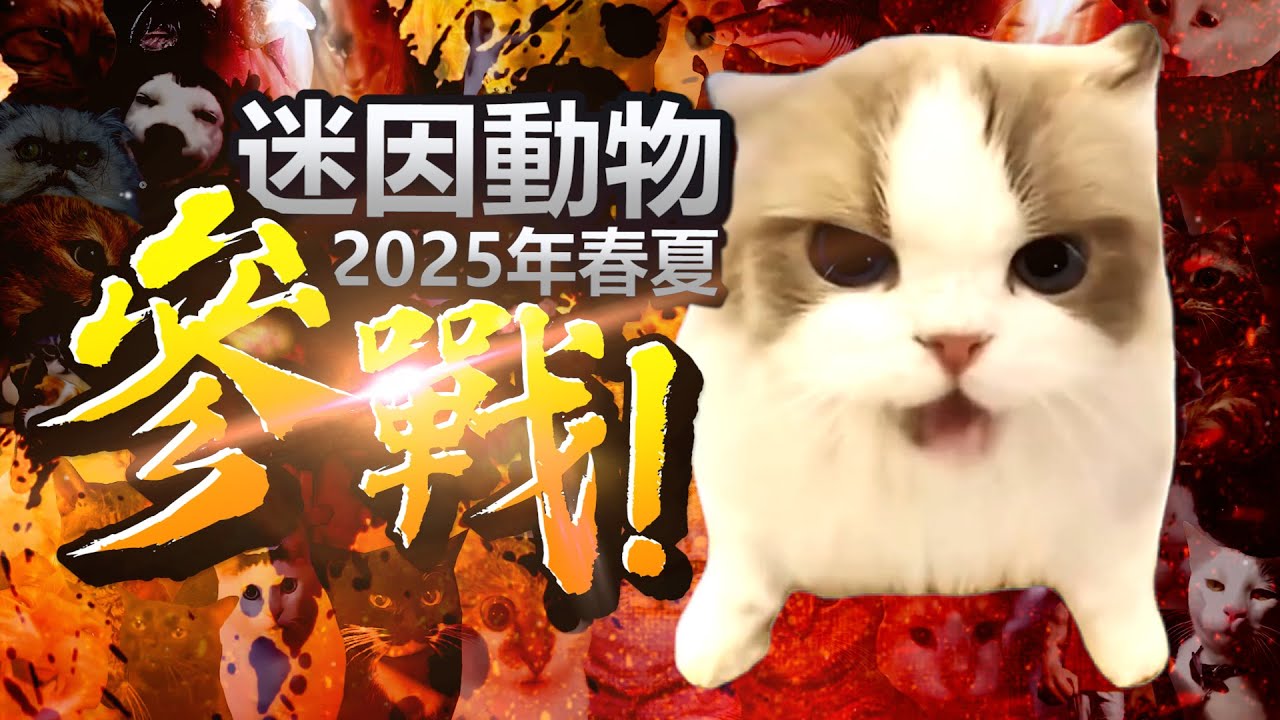 全員參戰【第一彈】貓me劇場與牠們的出處｜2025年春夏季最新動物迷因大集結！