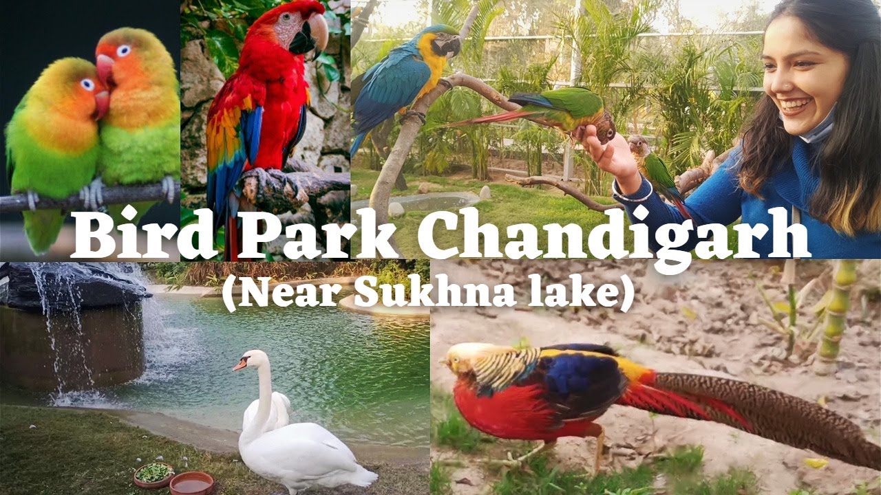 Bird Park Chandigarh | Bird sanctuary | The Crazy vlogs