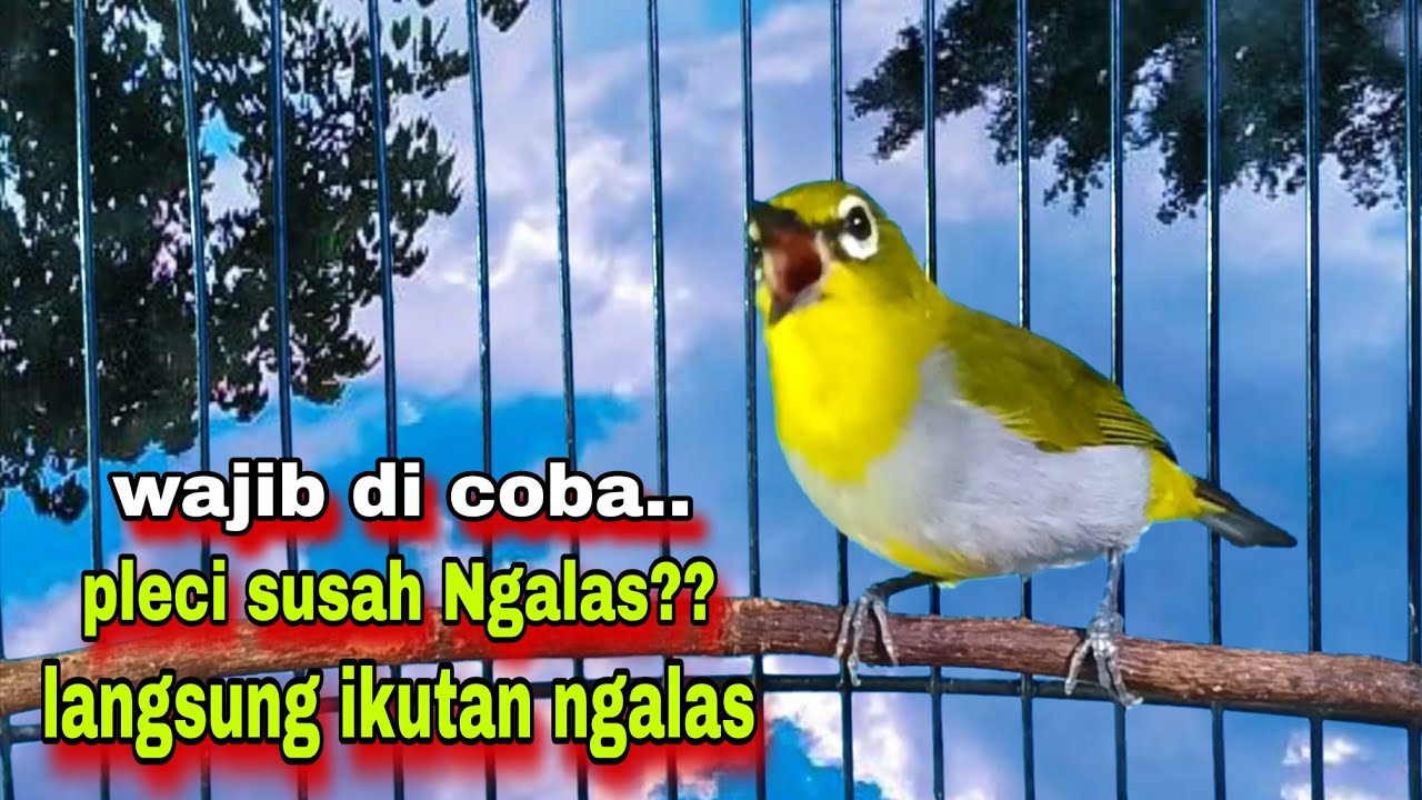 Pleci Ngalas Standar 123 Ketukan,Masteran Pleci Bustomi Biar Gacor