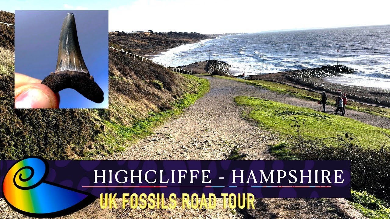 Fossil Hunting at Highcliffe (Barton-on-Sea), Hampshire | UK Fossils Road Tour