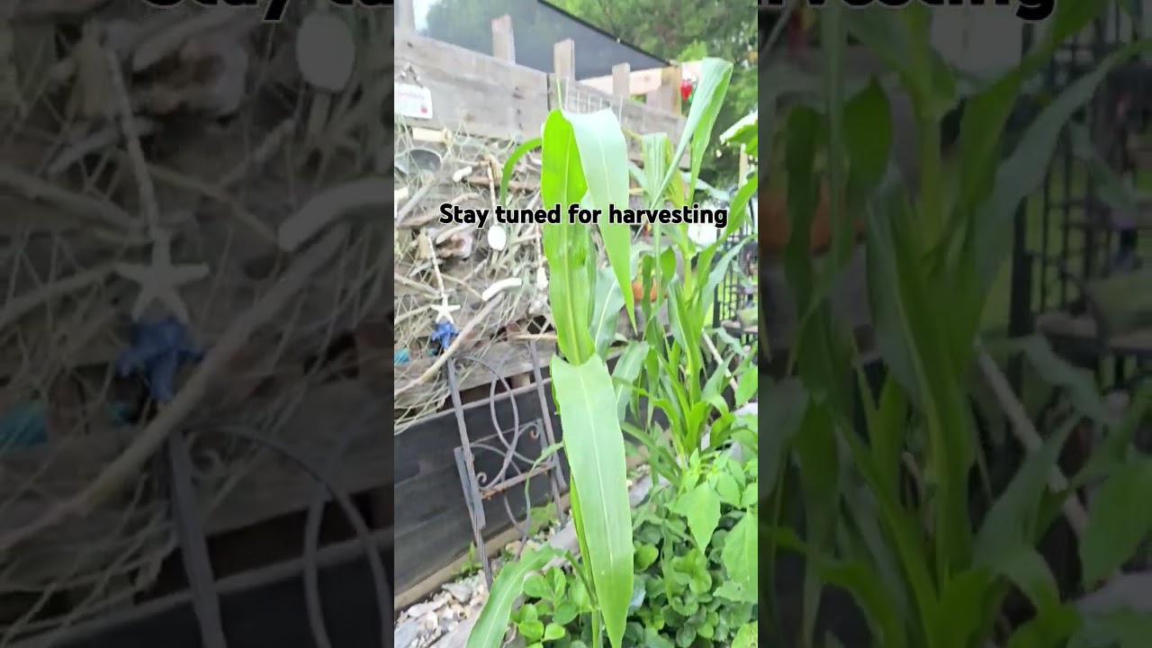 #gardeninglife #and #harvest #soon
