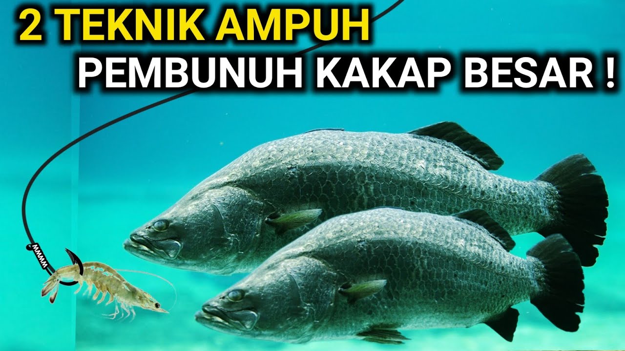2 TEKNIK MERAKIT PANCING PALING AMPUH UNTUK MANCING KAKAP PUTIH