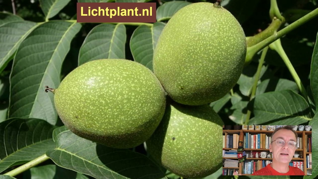 De geneeskracht van walnoot