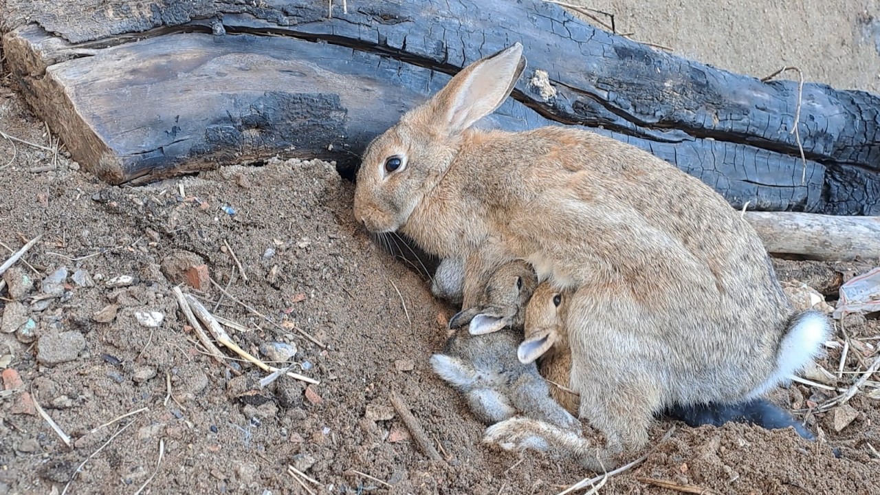 Wild Rabbit Raising: 8 Baby Kits Nursing in Nature (Day 20)