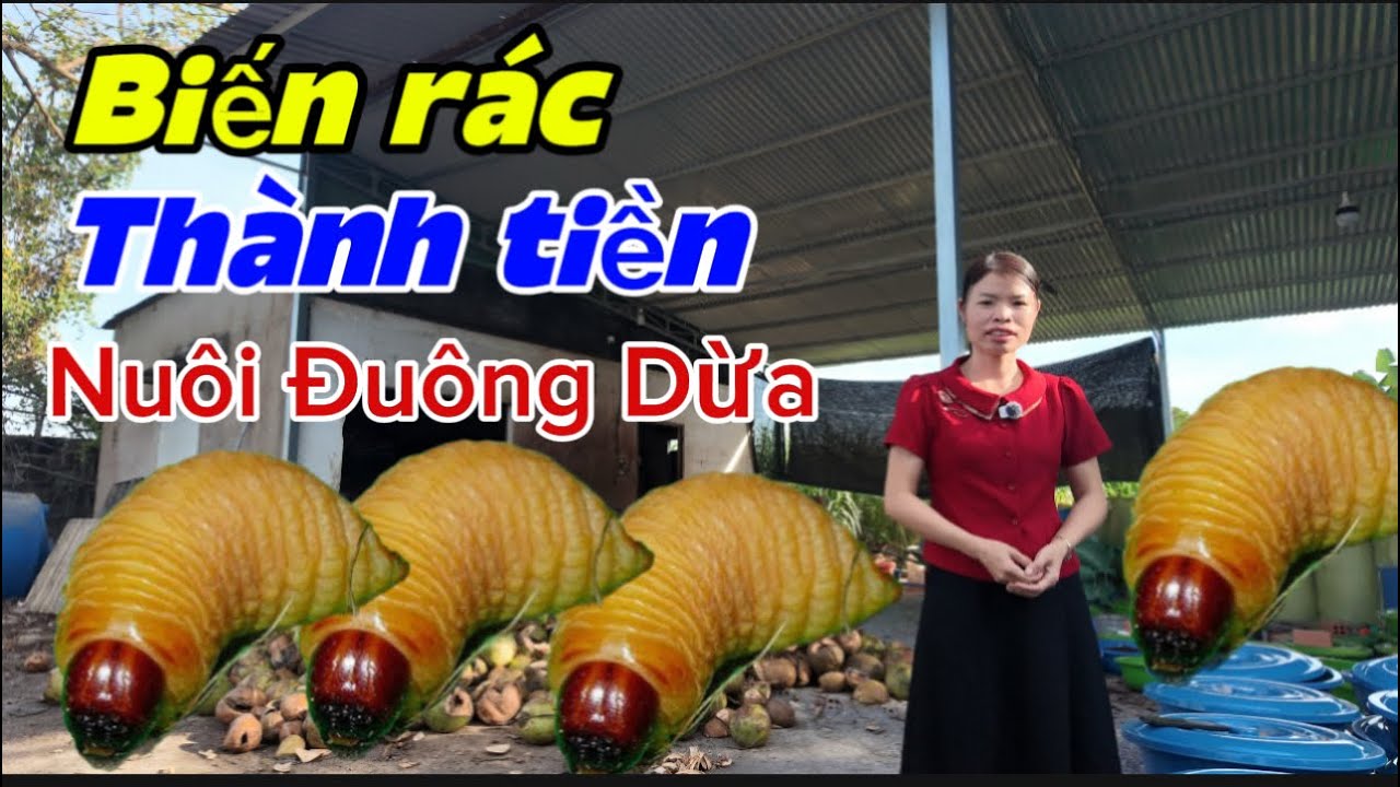 biết rác thành tiền từ nuôi đuông dừa thái lan