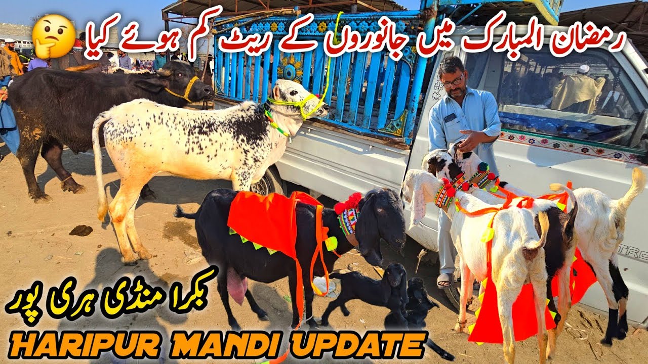 Today Bakra Mandi Haripur Latest Update 19 February 2026