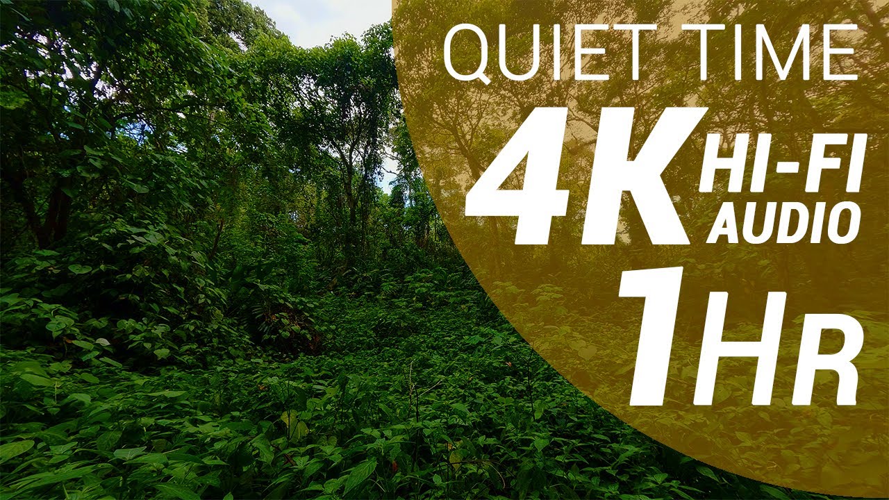 1 Hour of Forest Sounds - Premontane Moist Forest (4K - Hi-Fi Audio - No Talking)