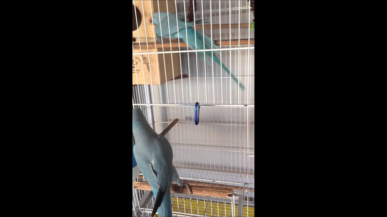 Lord conquistando Lara -  Ringneck