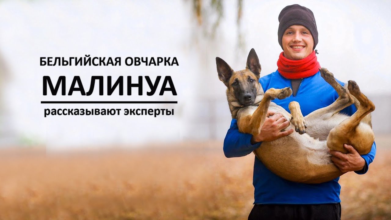Бельгийская овчарка МАЛИНУА. О породе рассказывают эксперты
