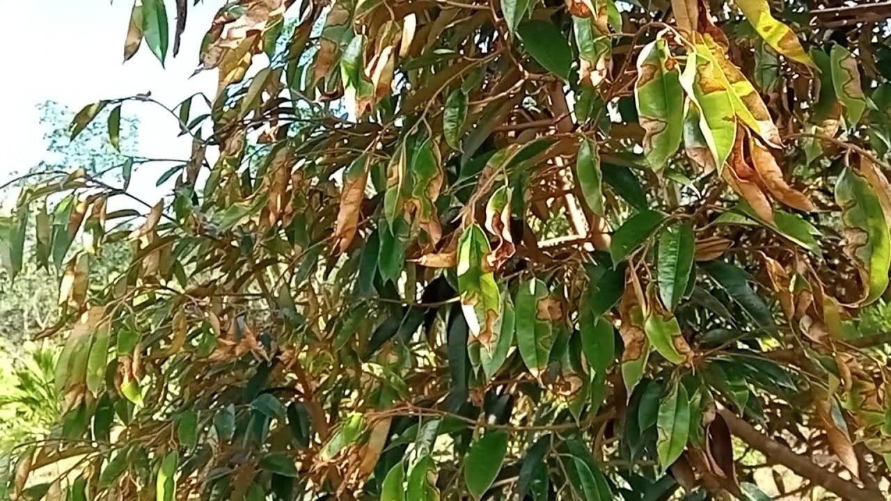 penyakit hawar daun pada durian dan cara mengatasinya