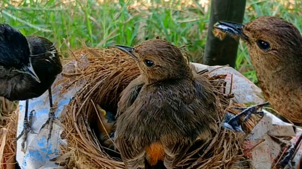 Sooty chat trying Birds in the city nest above the children to protect the children