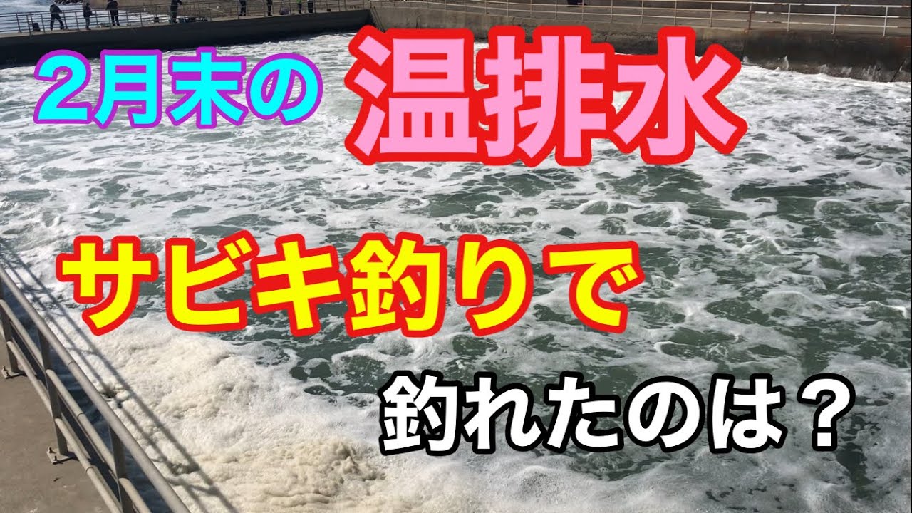 2月末の温排水のサビキ釣りで釣れたのは？知多半島