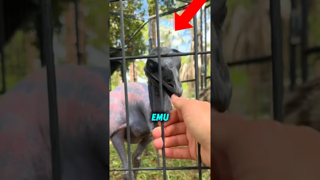 This Is What Emus Are Hiding Under Their Feathers