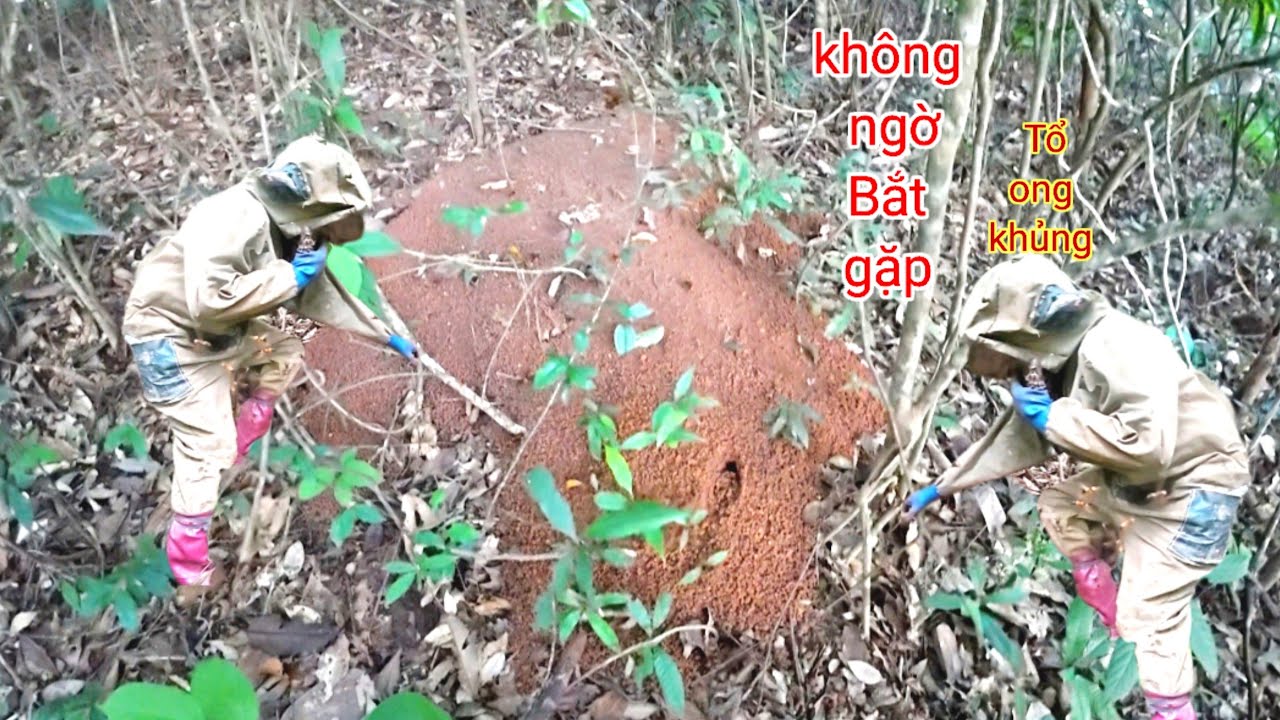 Không NGờ Gặp Loài Ong NGuy Huyểm Có THỂ Đốt Chết Trâu Bò 