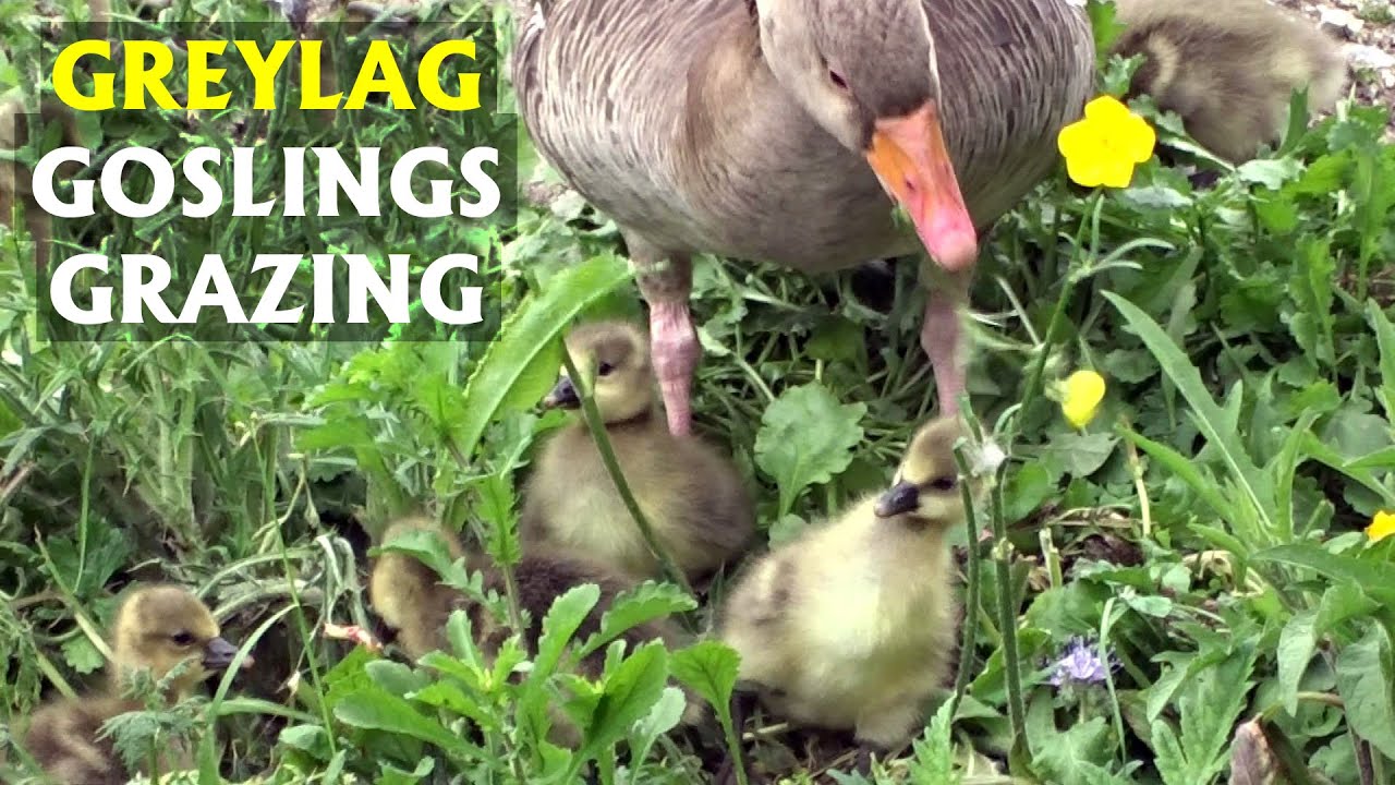 Graylag goslings go grazing. PART 27