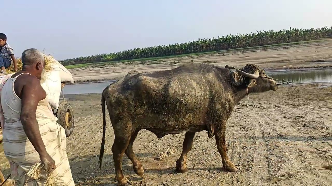 লক্ষ টাকার মহিষে তিন লক্ষ টাকা ইনকাম 😄❤️daily income 2k by the buffalo 