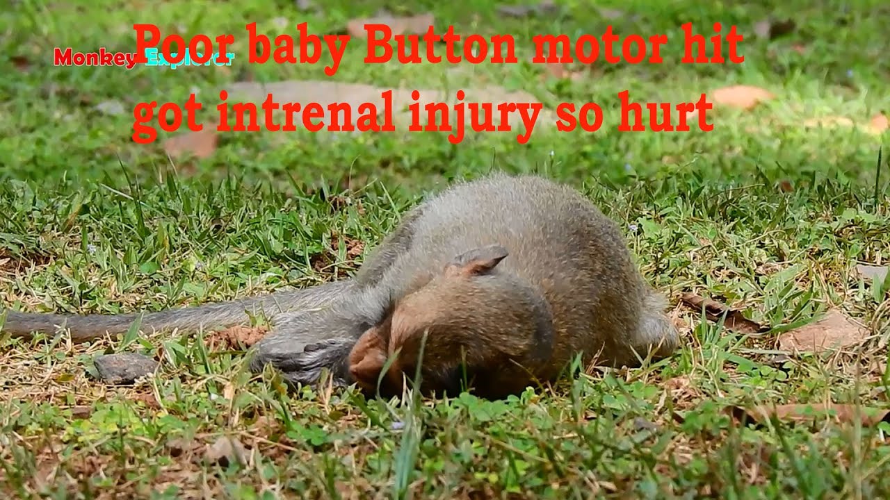 Very Sad News! Poor baby monkey Button got serious internal injury by motor hit this after noon.