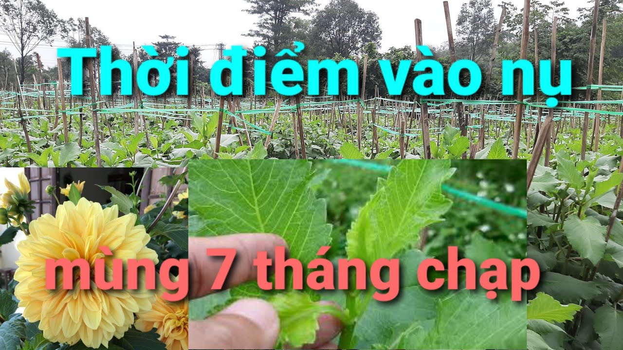 Thời điểm thược dược cổ đồng vô nụ để hoa nở đúng tết