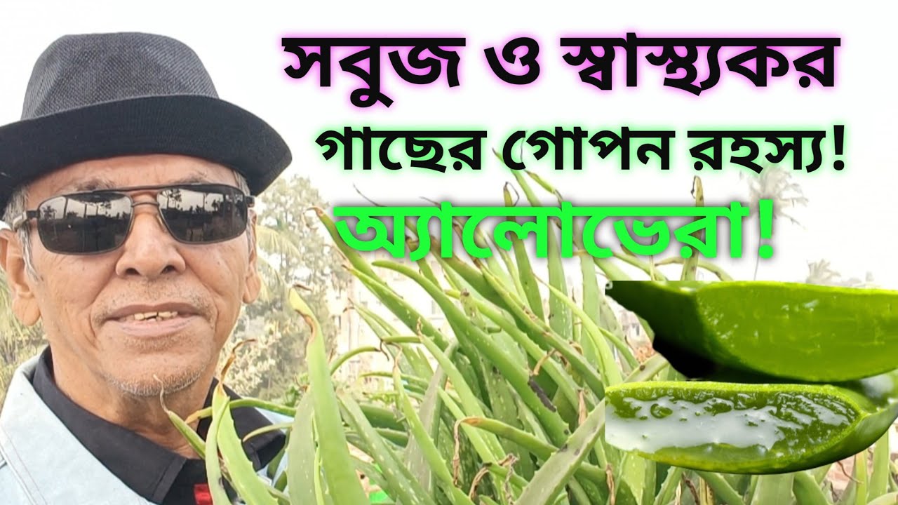 অ্যালোভেরা  বাগানের জন্য যৌবনের ঝর্ণা। জৈব সারের জাদু/ মাটির গভীরে প্রাণ সঞ্চারকারী /নতুন জীবন।