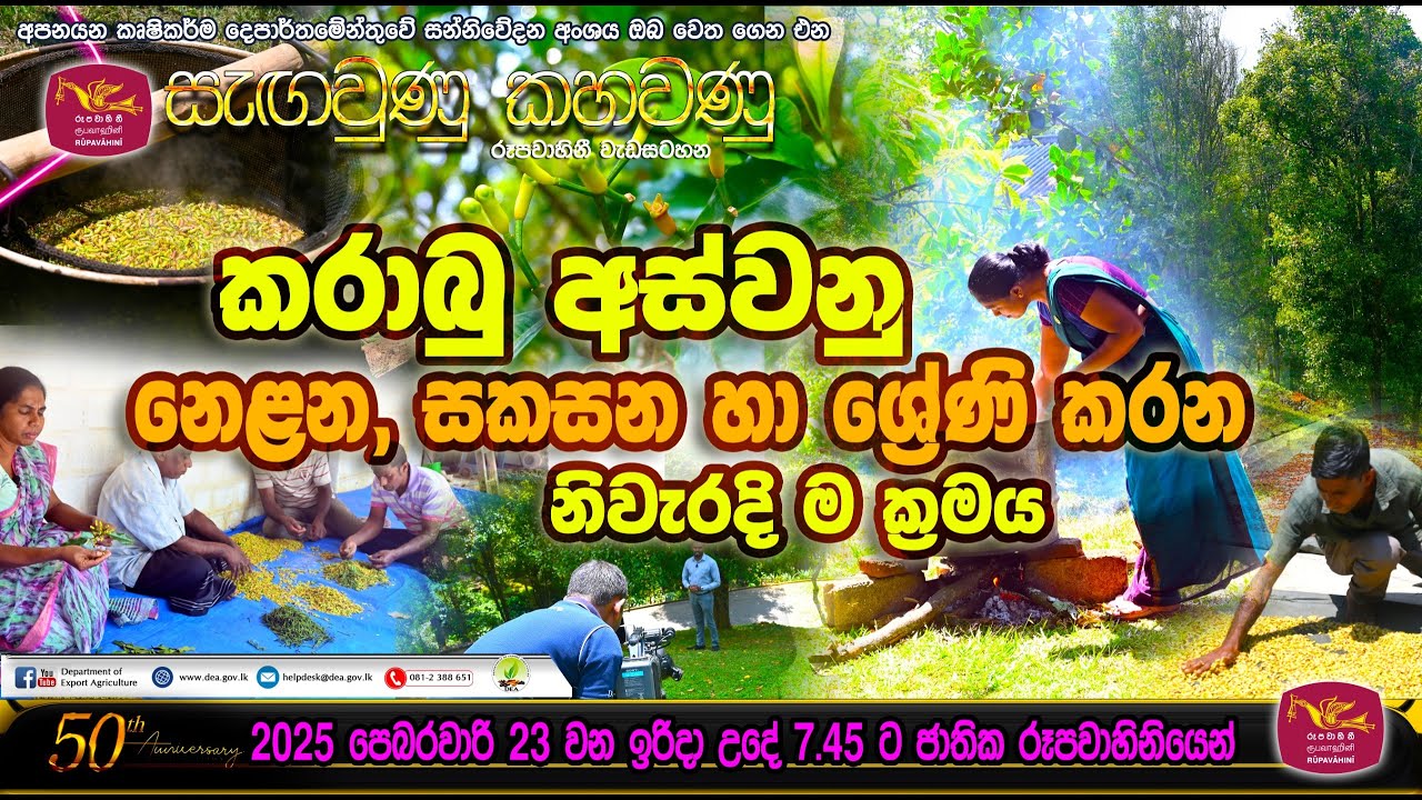 කරාබු  අස්වනු නෙළන, සකසන හා ශ්‍රේණි කරන නිවැරදි ක්‍රමය