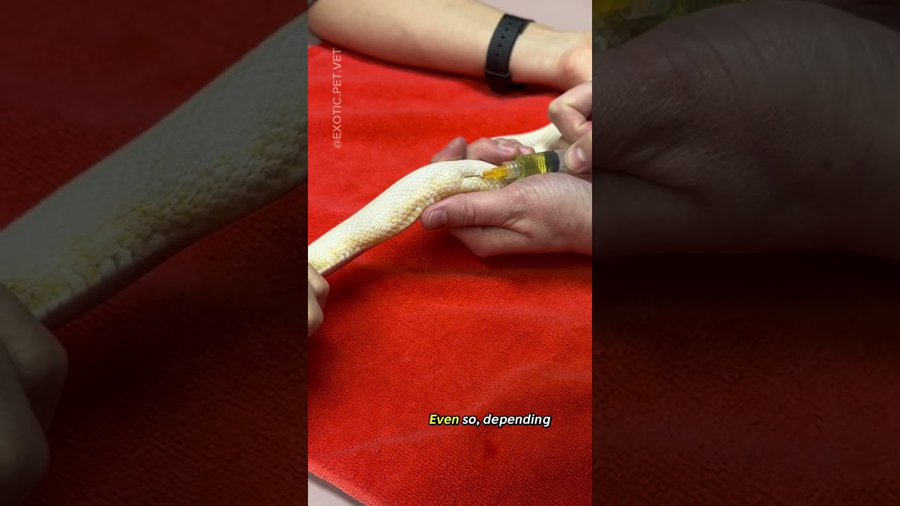 How To Give Injections (Subcutaneous Fluids and Local Anesthesia) To A Snake