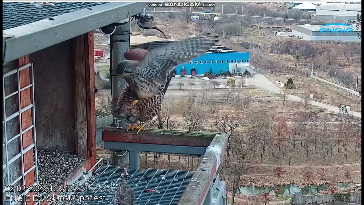 ENGiE EC PL - Kestrels rule, bonding  -  2026 03 02 16 26