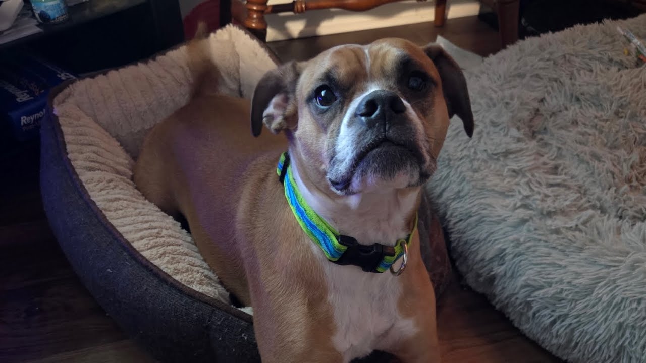ROEDY  WANTS TO PLAY. #DOG #PETS #BOXER #PETPARENTS 
