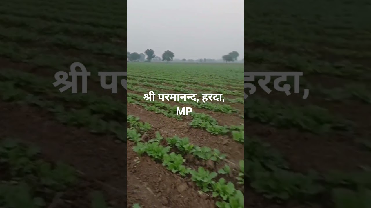 Mustard Interculture Operation