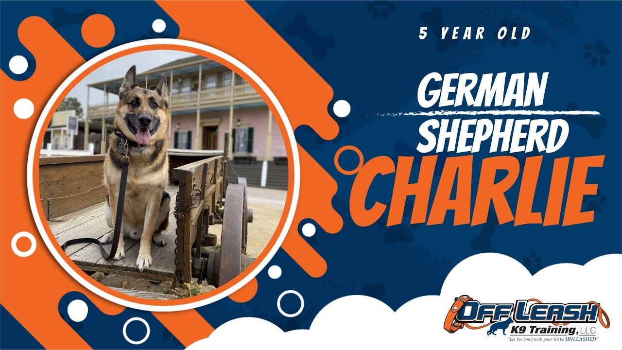 GERMAN SHEPHERD🐶🦮Off leash Dog Training / Obedience Training 🦮🐶