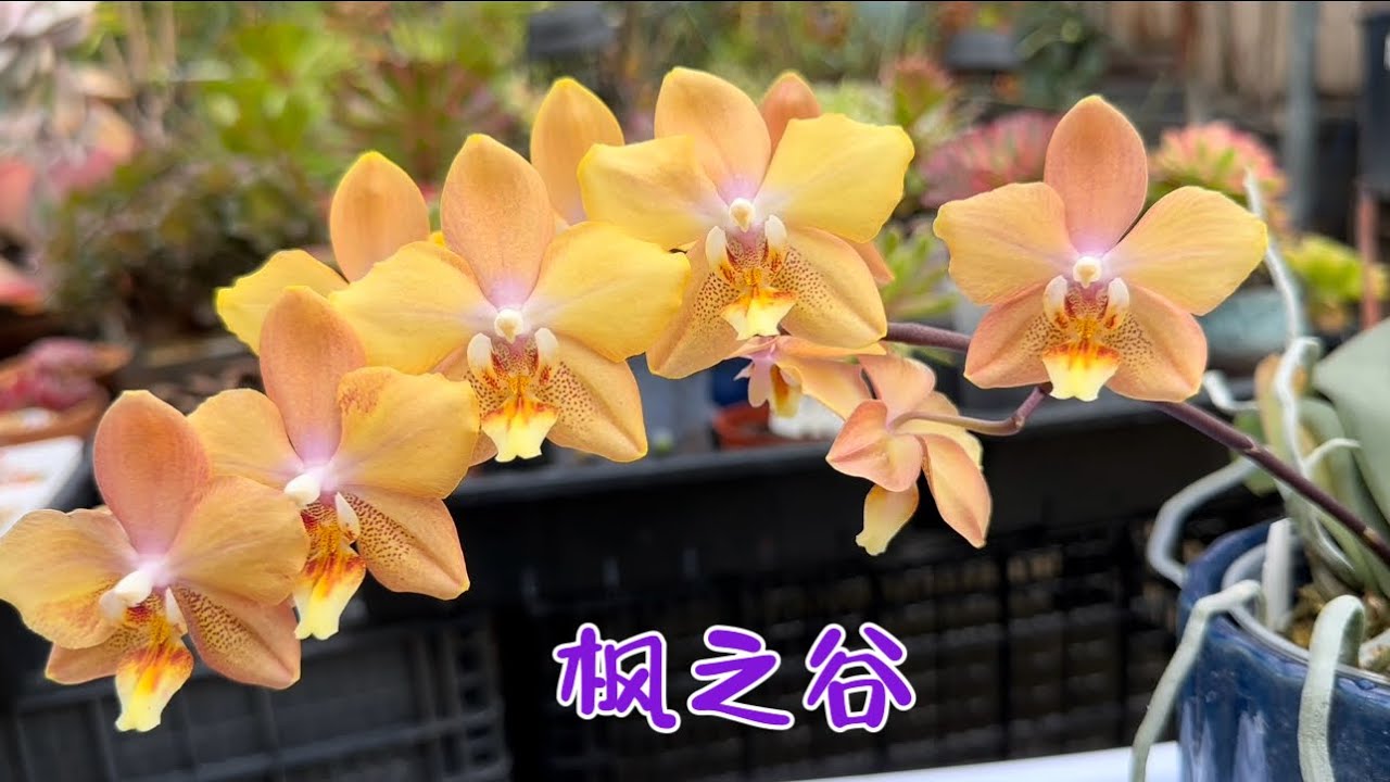 March 3, 2024花量多，根多和斑点银叶的枫之谷蝴蝶兰Phalaenopsis I-Hsin Maple Valley