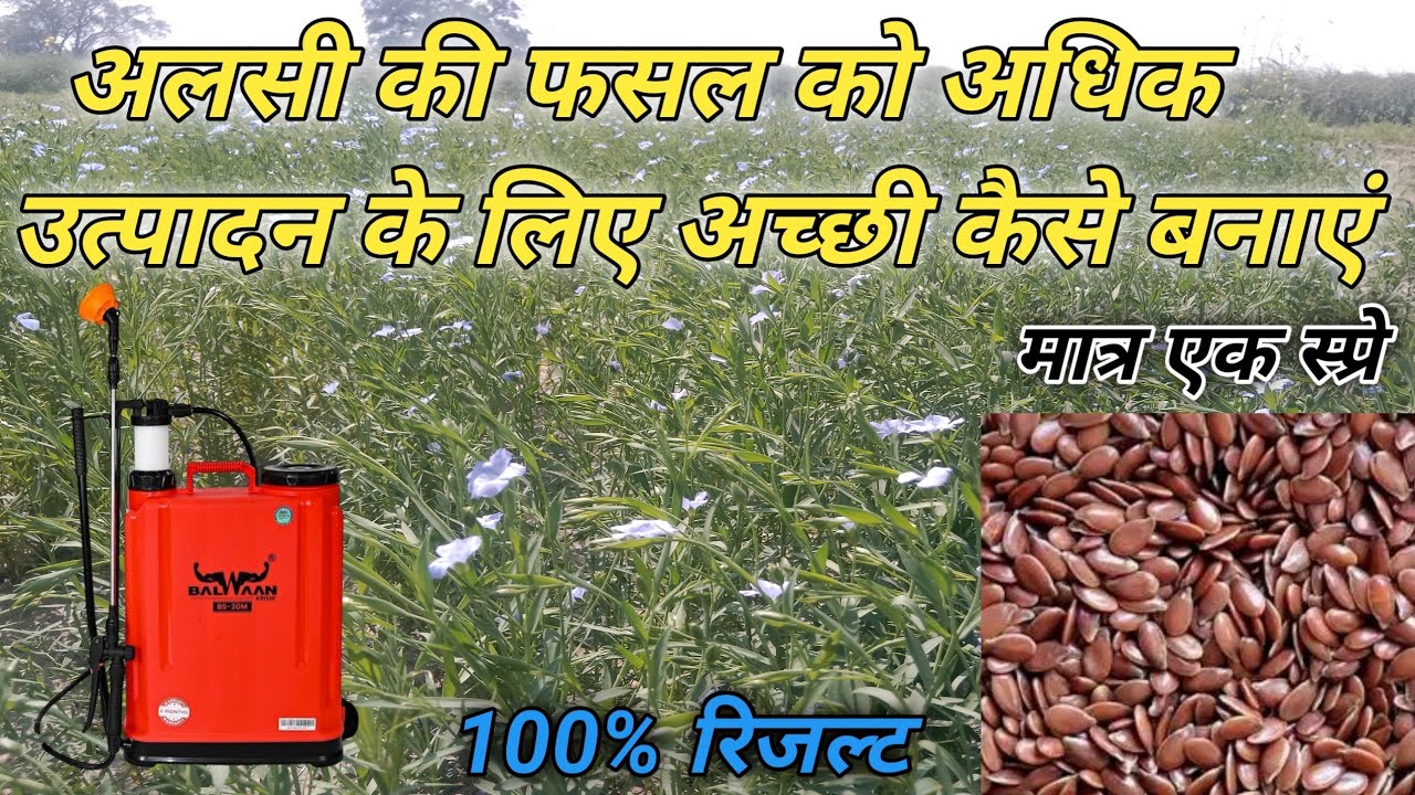 अलसी कीफसल से अधिक उत्पादनकैसे लें, अलसी मजबूत और अच्छा कैसे बनाएं,अलसी में तेल की मात्रा कैसेबढ़ाएं