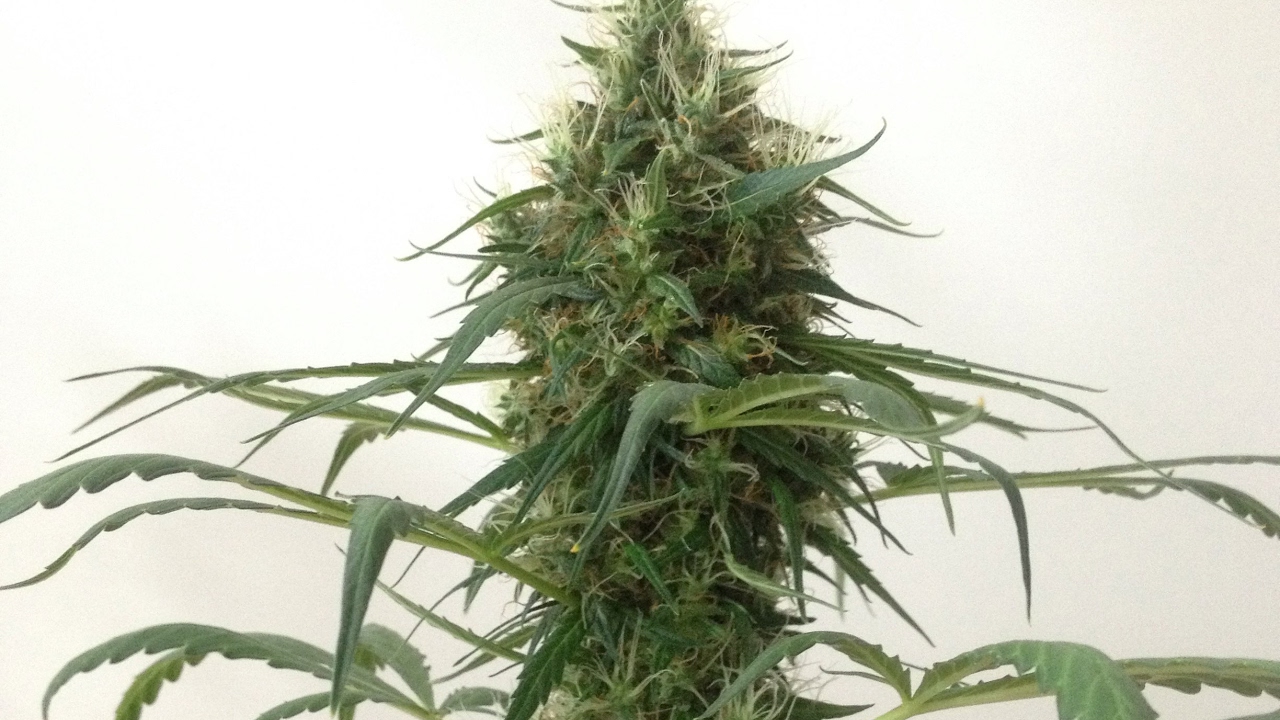 CULTIVO INDOOR -FLORA&Ccedil;&Atilde;O 39D- CANNABIS MEDICINAL
