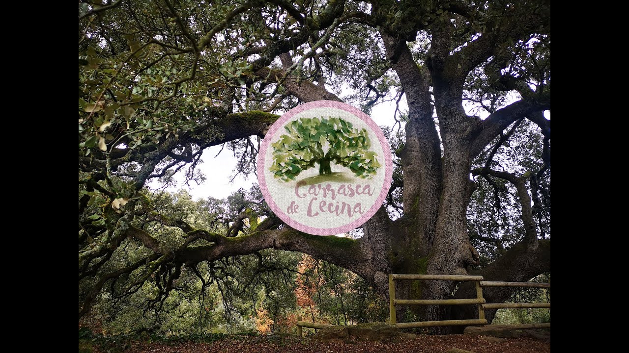 Carrasca Milenaria de Lecina 🌳 Guardiana del AltoAragón