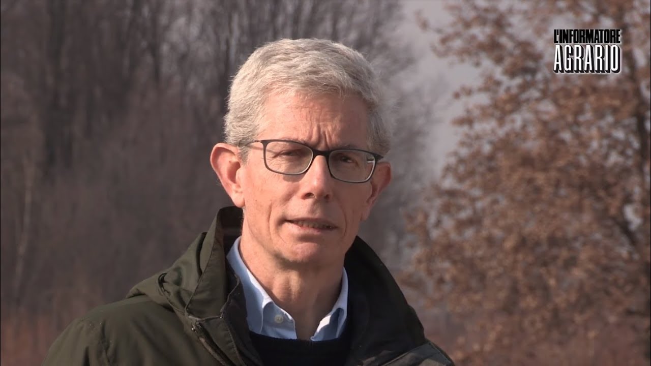 Mais da granella: strategie per la produttività e la sanità