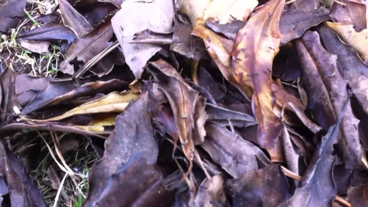 Weird Flying Ants on Pile of Leaves