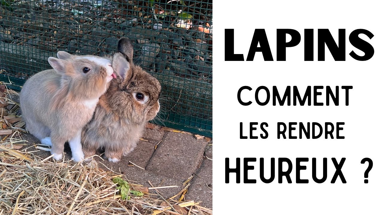 LAPINS  : comment les rendre HEUREUX ? détention, nourriture, occupation, etc 🐰🐰🐰
