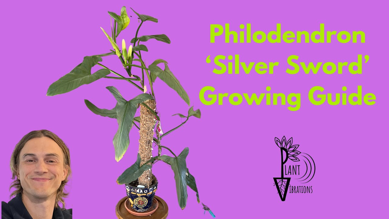 Philodendron 'Silver Sword' Complete Growing Instructions - Philodendron hastatum